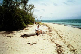 Ovan: En strand på Green Island