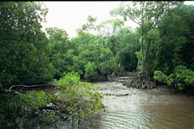 Ovan: Mangroveträsk med krokodi