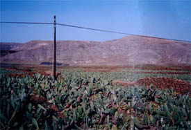 Kaktusar med odling av röda löss